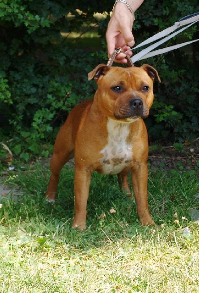 CH. Heyley imperial little The Little English Bull