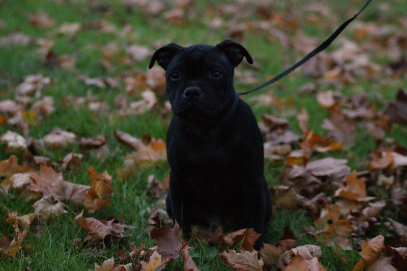 I'm dark vador The Little English Bull