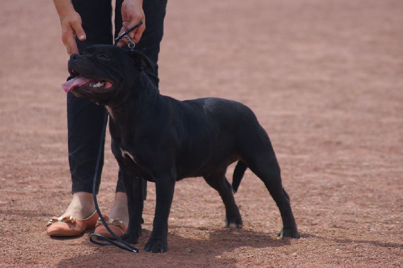 In memory of luna The Little English Bull