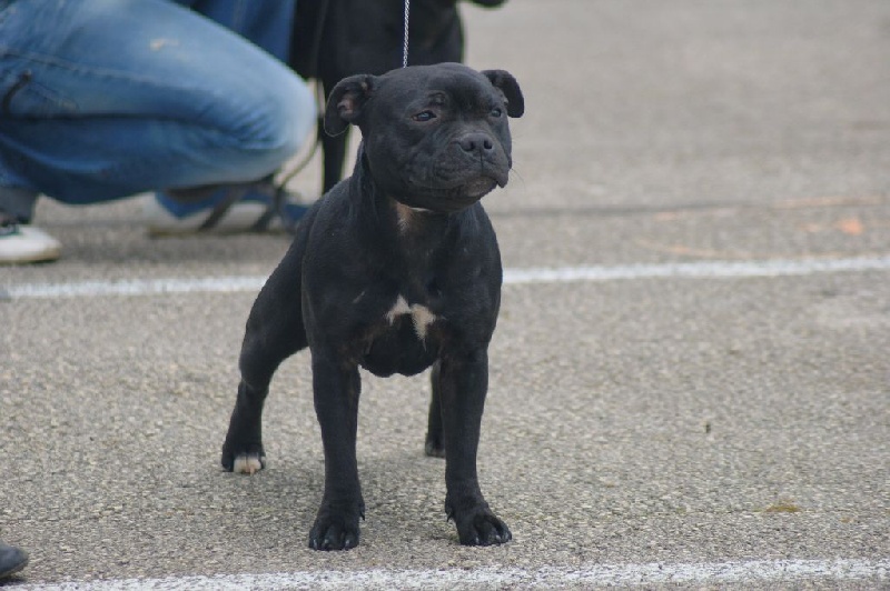 In memory of luna The Little English Bull