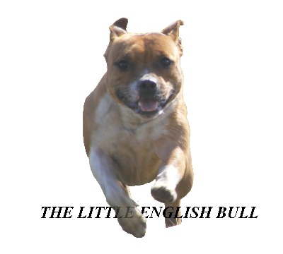 The Little English Bull
