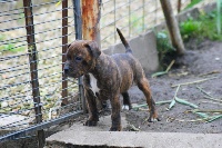 The Little English Bull - Staffordshire Bull Terrier - Portée née le 27/09/2014