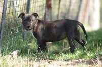 Lady laistee The little english bull