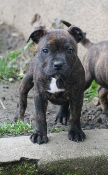 The Little English Bull - Staffordshire Bull Terrier - Portée née le 27/09/2014